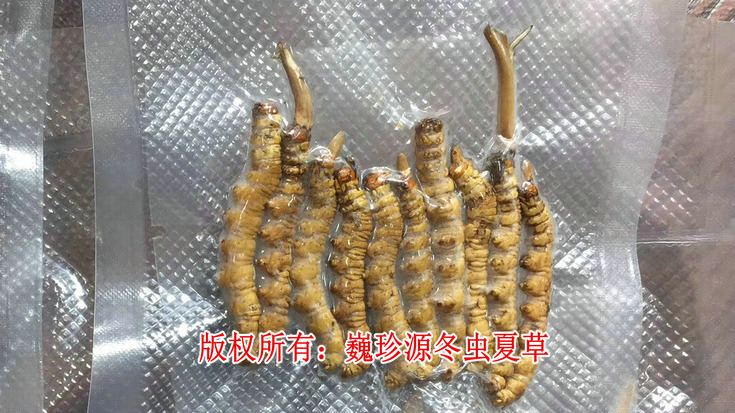 早產(chǎn)冬蟲夏草,在新鮮冬蟲夏草采挖上市初期,有為數(shù)不少的早產(chǎn)冬蟲夏草流入市場(chǎng)