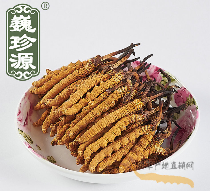 冬蟲夏草是蟲還是草,冬蟲夏草是植物還是動物蟲子,冬蟲夏草與冬蟲草的區(qū)別,蟲草與冬蟲夏草有區(qū)別什么區(qū)別