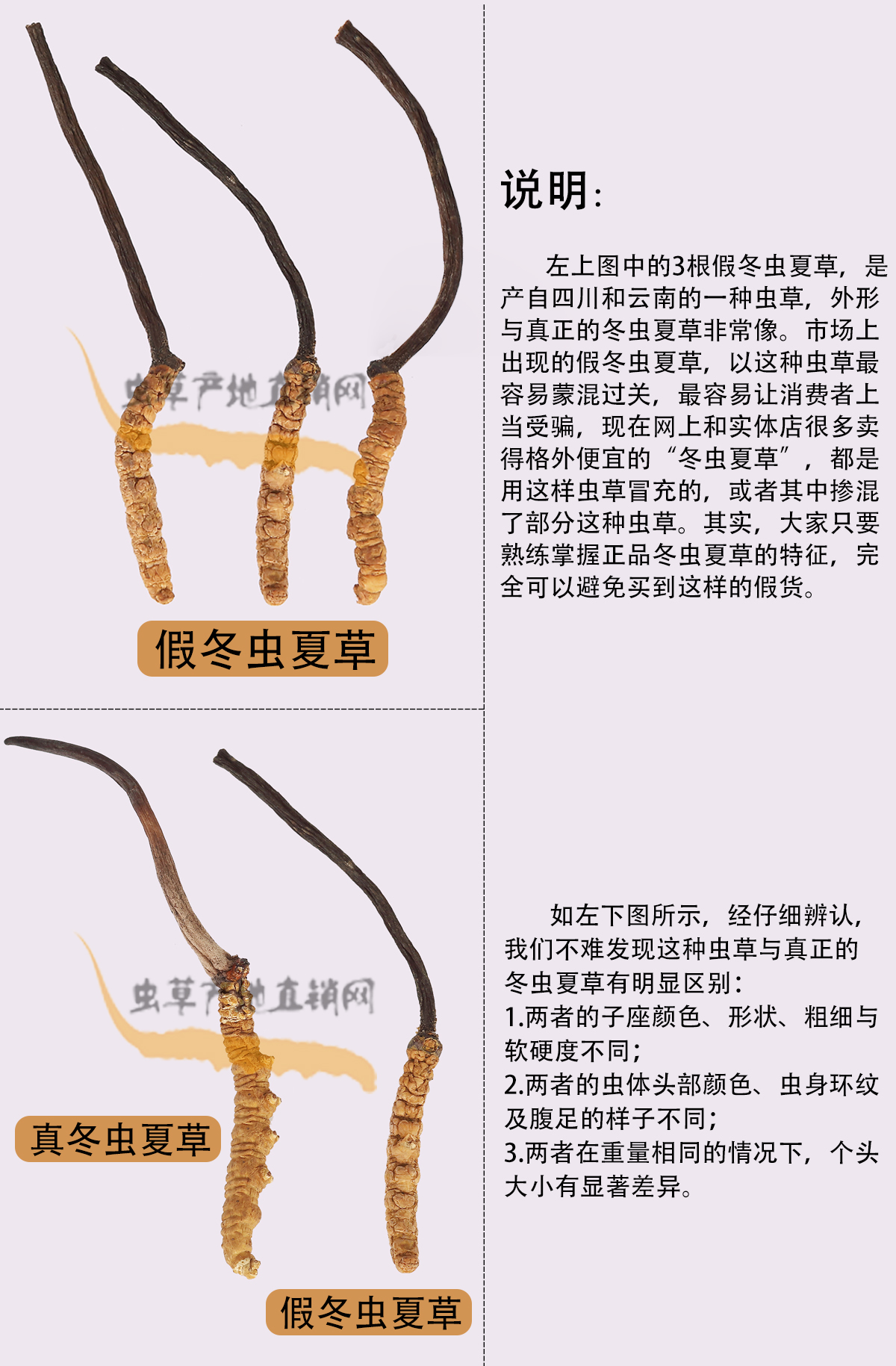 哪種蟲草與冬蟲夏草長得最像