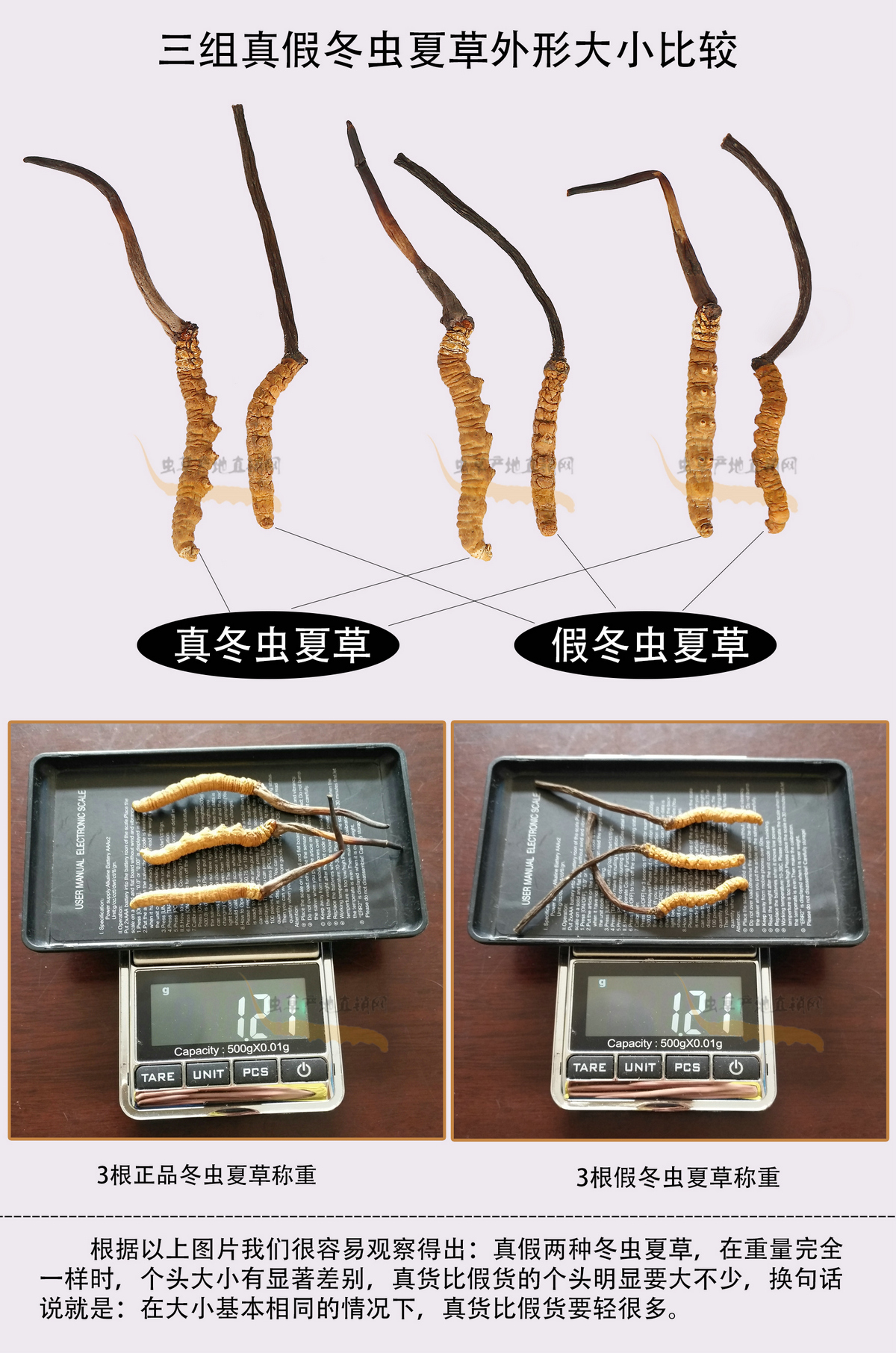 一種與真冬蟲夏草長得很像的假蟲草圖片